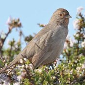 California Towhee